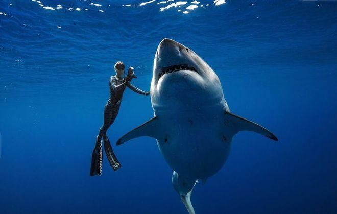 潜水员戴夫大白鲨怎么打-潜水员戴夫大白鲨boss打法技巧一览