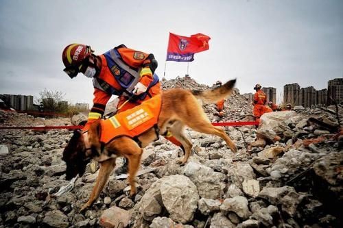 潜水员戴夫地震的原因怎么做-地震的原因任务流程一览