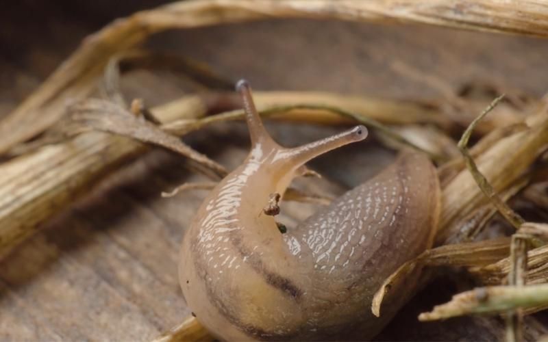 最强蜗牛蛞蝓幼龙怎么获得