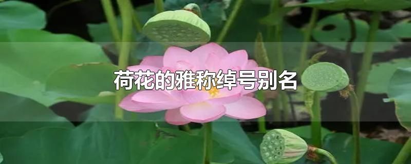 荷花的别称都有什么名字