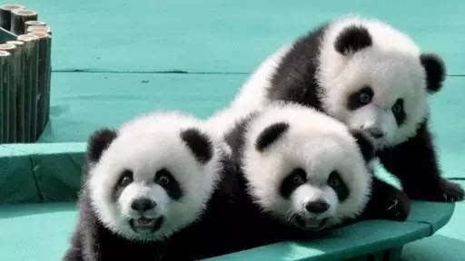 熊猫三胞胎的大姐姐叫啥