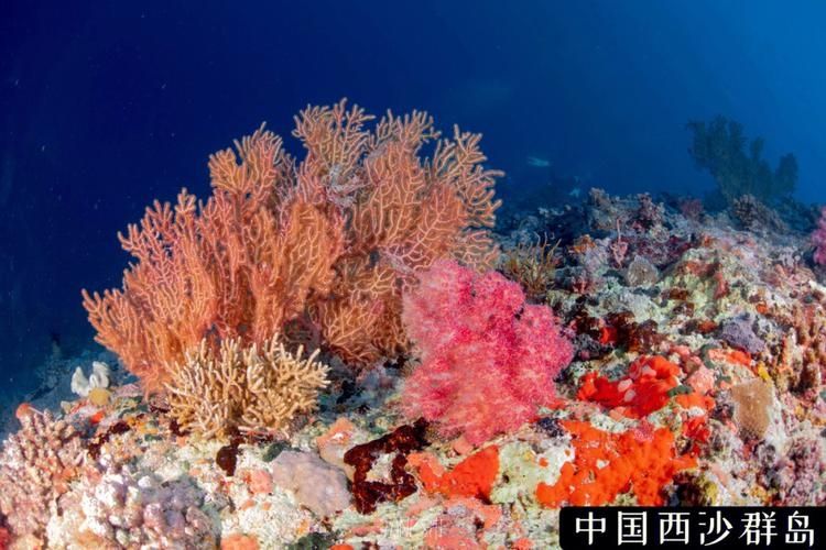 潜水员戴夫羽状珊瑚和莲状珊瑚在哪位置攻略
