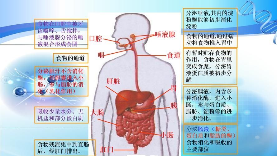 以下哪个是人体吸收营养物质的器官