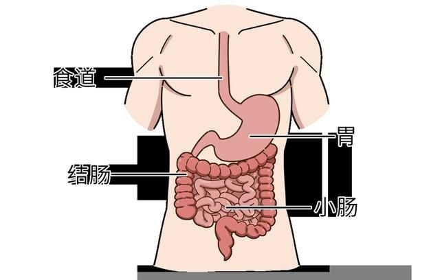 以下哪个是人体吸收营养物质的器官