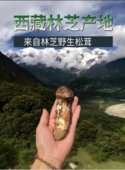 生于松林下菌蕾如鹿茸指的是哪种野生菌