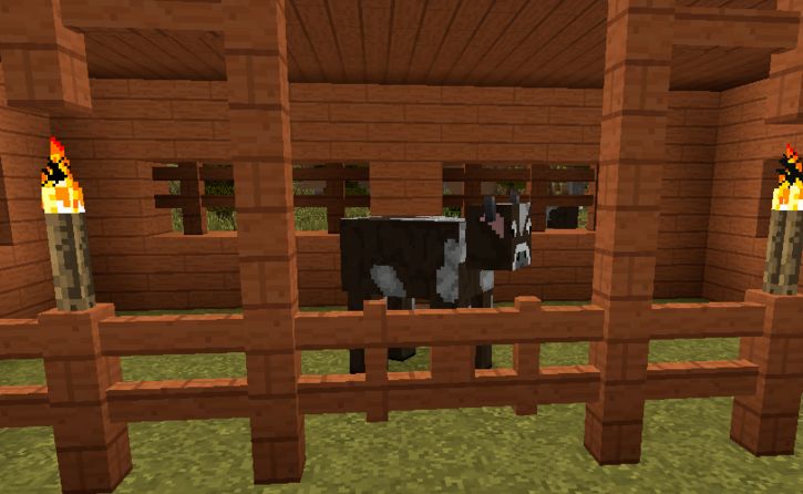 我的世界里怎么驯养牛