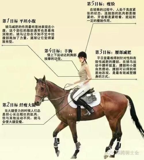 养马攻略让你轻松成为马术高手！掌握技巧，享受骑行的乐趣！