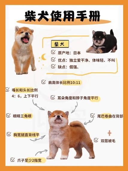 炉石传说狩猎犬使用攻略