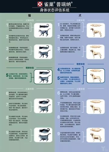 炉石传说狩猎犬使用攻略