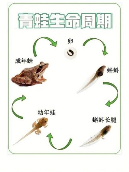 旅行青蛙多久回来？