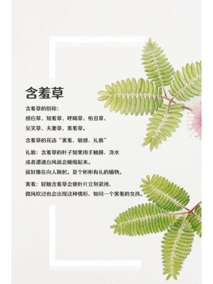 猫咪花盆千秋菊配方种植攻略介绍