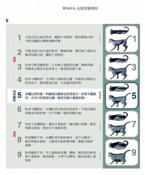 猫咪花盆千秋菊配方种植攻略介绍