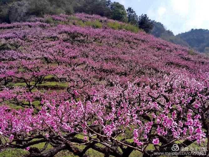 梦幻西游桃花依旧几区