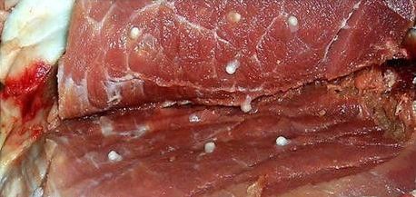 金牙宗大宝 猪肉摊上大量经过严重变质了的猪肉