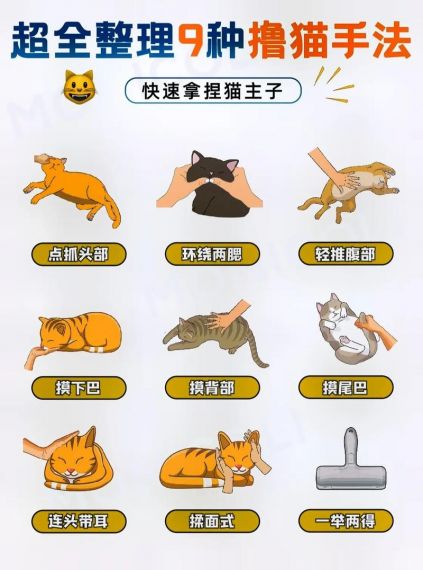 灵猫传 体力分配与猫咪培养玩法指南