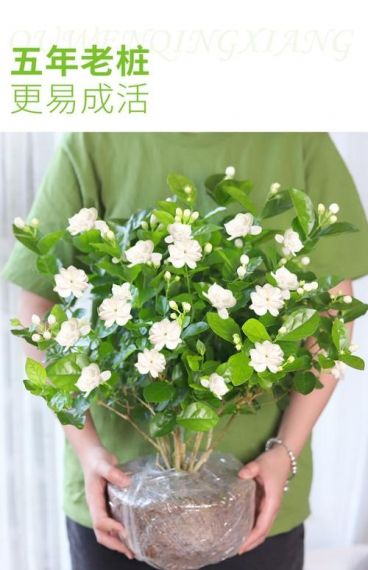 茉莉鲜花手机客户端v1.0.0